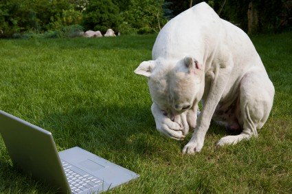 clicker dog training