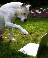 dogo argentino typing