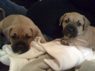 Tank & Aly @ 5weeks