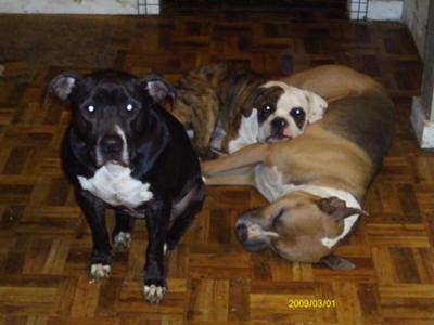 Chaus (blue pit) Shady bear (brindle bulldog) Momma Cita (Black Pit)