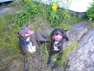 Earl with his best bro Trixx in Muskoka