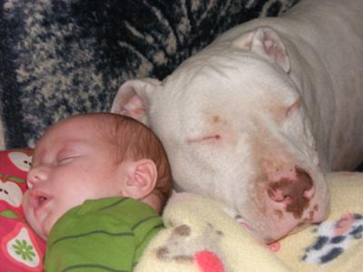 White Dog & his new little brother Teagan