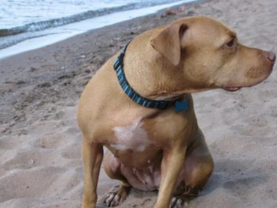 Sandy dog.