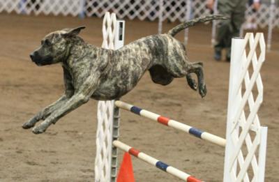 Competing in Agility!