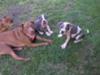 Tyson, Chance and Hope