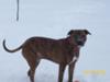 Playing in the snow